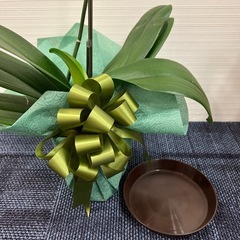 胡蝶蘭 株 1本の画像