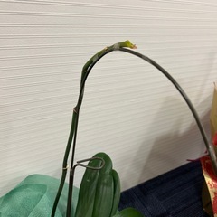 胡蝶蘭 株 1本の画像
