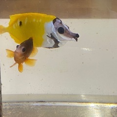 海水魚2匹、飼って頂ける方を探しています！の画像