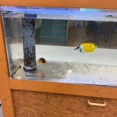 海水魚2匹、飼って頂ける方を探しています！の画像