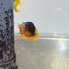 海水魚2匹、飼って頂ける方を探しています！の画像