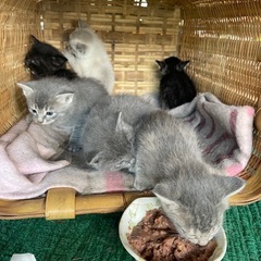 可愛がってくれる里親募集