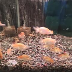 金魚、錦鯉 大量入荷！の画像