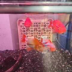 金魚、錦鯉 大量入荷！の画像