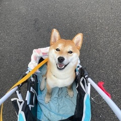 【取引中】ペットカートの画像
