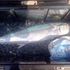 一緒に釣りに行ってくれる方募集です - メンバー募集
