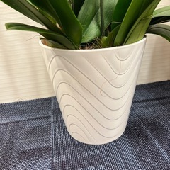 胡蝶蘭 株 5本立の画像