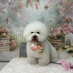 犬　トリミング　4500円〜