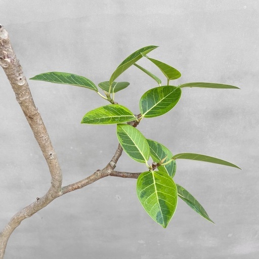 観葉植物 フィカス アルテシマ