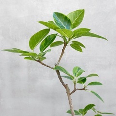 ★引き取りのみ★ フィカス・アルテシマ 観葉植物 フィカス アルテシマ