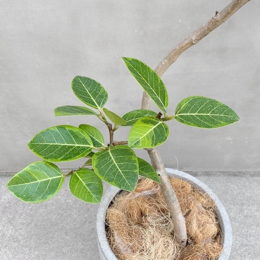 観葉植物 フィカス アルテシマ