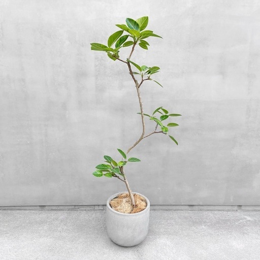 観葉植物 フィカス アルテシマ