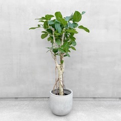 観葉植物 フィカス ベンガレンシス