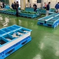漁協職員　魚市場作業員の画像