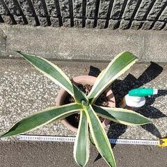 アガベアメリカーナの画像