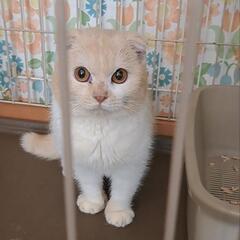 飼い主アルツハイマーのため代理で探してます