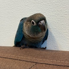 ウロコインコ　バイオレットインブルー（有償里親募集） - ペット