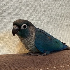 ウロコインコ　バイオレットインブルー（有償里親募集） - 地元のお店