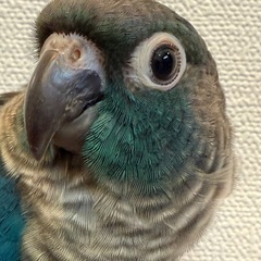 ウロコインコ　バイオレットインブルー（有償里親募集） - 門真市