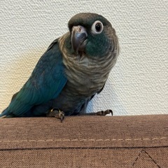ウロコインコ　バイオレットインブルー（有償里親募集）