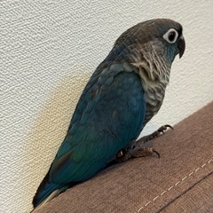 ウロコインコ　バイオレットインブルー（有償里親募集） − 大阪府