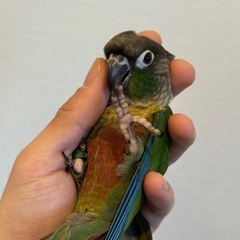 ウロコインコ　バイオレットイングリーン（有償里親募集）