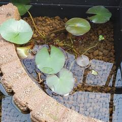 耐寒性睡蓮苗の画像