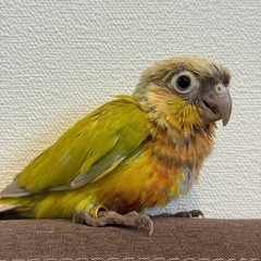 ウロコインコ　ノーマルダイリュート（有償里親募集）