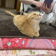 【里親決定】ちょっと特徴的なお顔、じゃらしとナデナデ大好きな女の子 - 猫