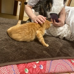 【里親決定】ちょっと特徴的なお顔、じゃらしとナデナデ大好きな女の子 - 里親募集