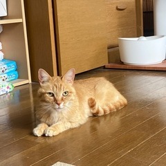 ナデナデ大好き、ちょっと特徴的な顔の女の子※年齢不明