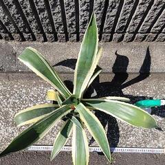 アガベアメリカーナ②の画像