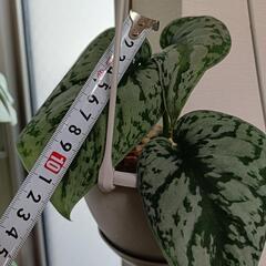 トレビー🌿‬【取引決定済】の画像