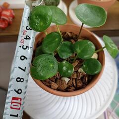 ピレア🌱‬‪【取引決定済】 の画像