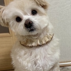 チワワとトイプードルのミックス 男の子 2歳9ヶ月