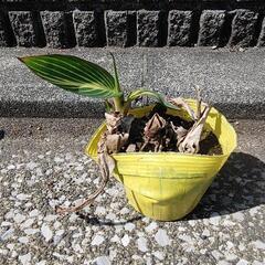 ベンガルタイガーの画像