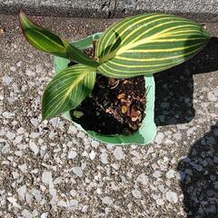 ベンガルタイガーの画像