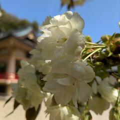 庭に花壇を作ろうと思います