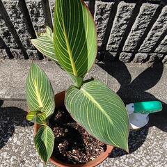 🈹ベンガルタイガー②の画像