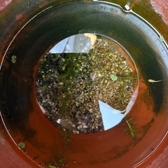 メダカと鉢と水草セット