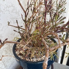 植物　リプサリス　の画像