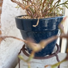 植物　リプサリス　の画像