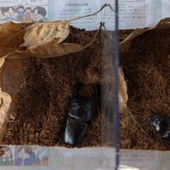 オオクワガタ　ペア　ケース、ゼリー付きの画像