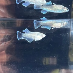 【メダカ】エメキン 稚魚 5匹の画像