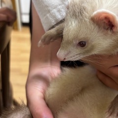 フェレット　おめめがいちごちゃん