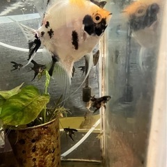 エンゼルフィッシュ幼魚の画像