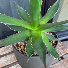 人気のアガベ　ホリダ　観葉植物　ガーデニング　サボテン　KINT...