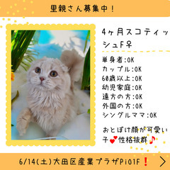 里親募集中！生後4ヶ月スコテッシュフォールド♀(⋈◍＞◡＜◍)。✧♡