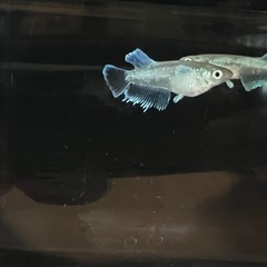 【メダカ】エメキン 稚魚 5匹の画像