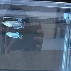 【メダカ】エメキン 稚魚 5匹の画像